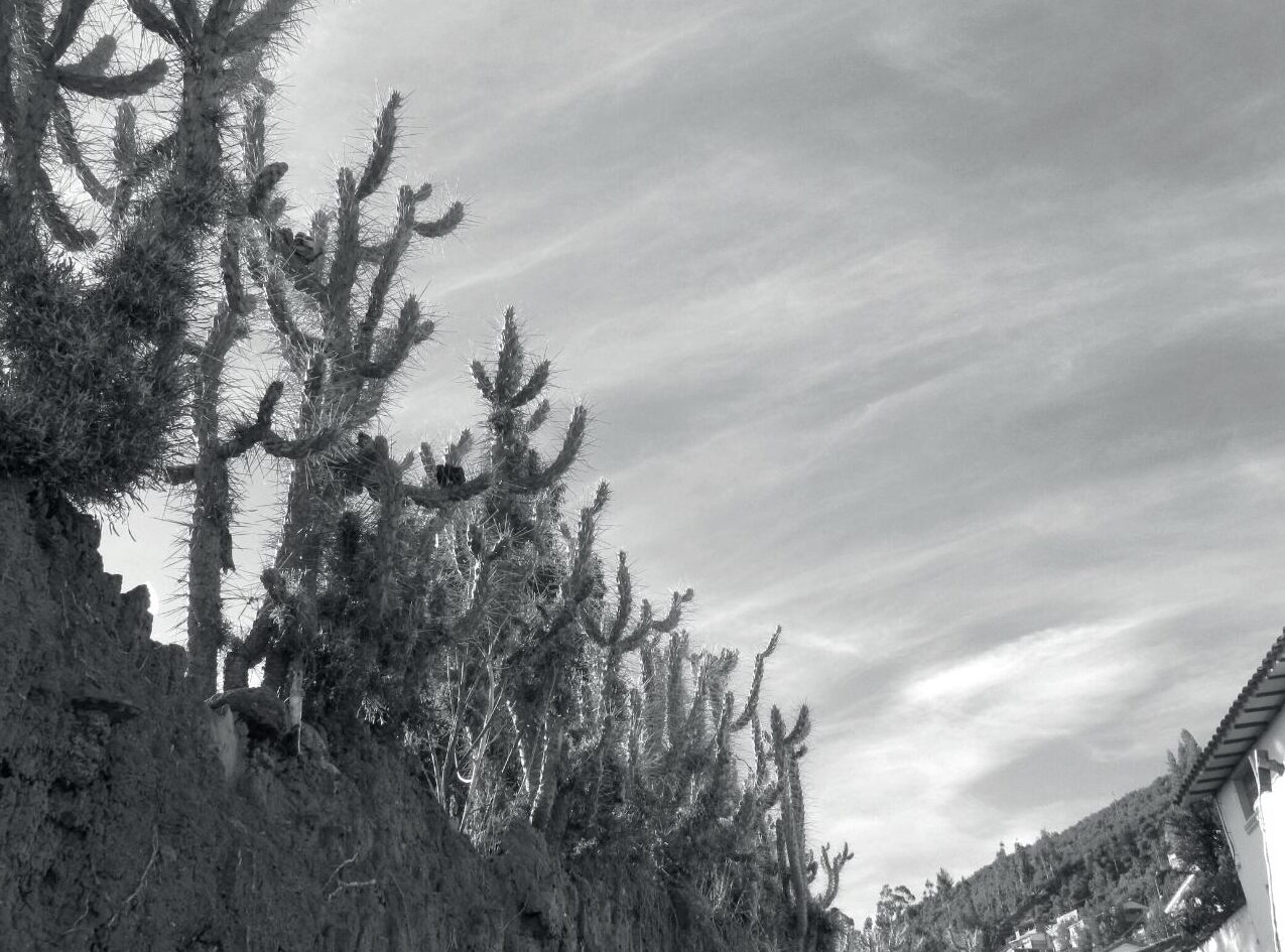 La Picada De Los Meli