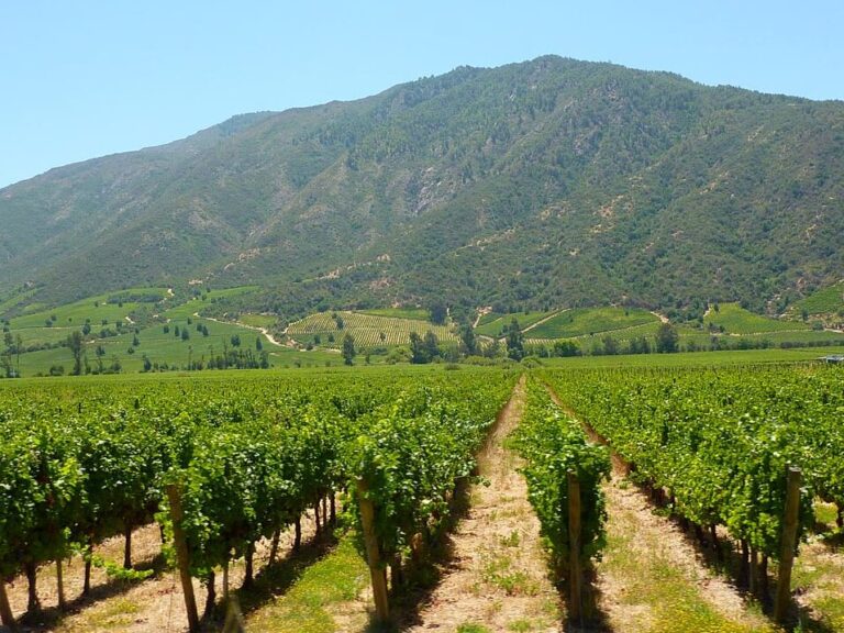 Mejores Picadas En Colchagua Cerca De Mi