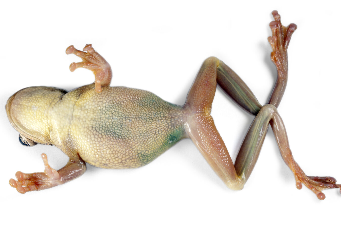 RENACUAJO